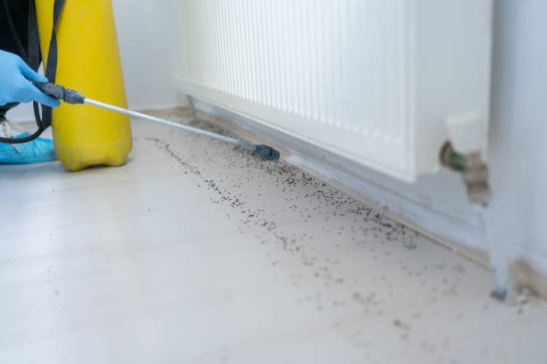 Best Ant Control Services  in Sand Springs, OK
